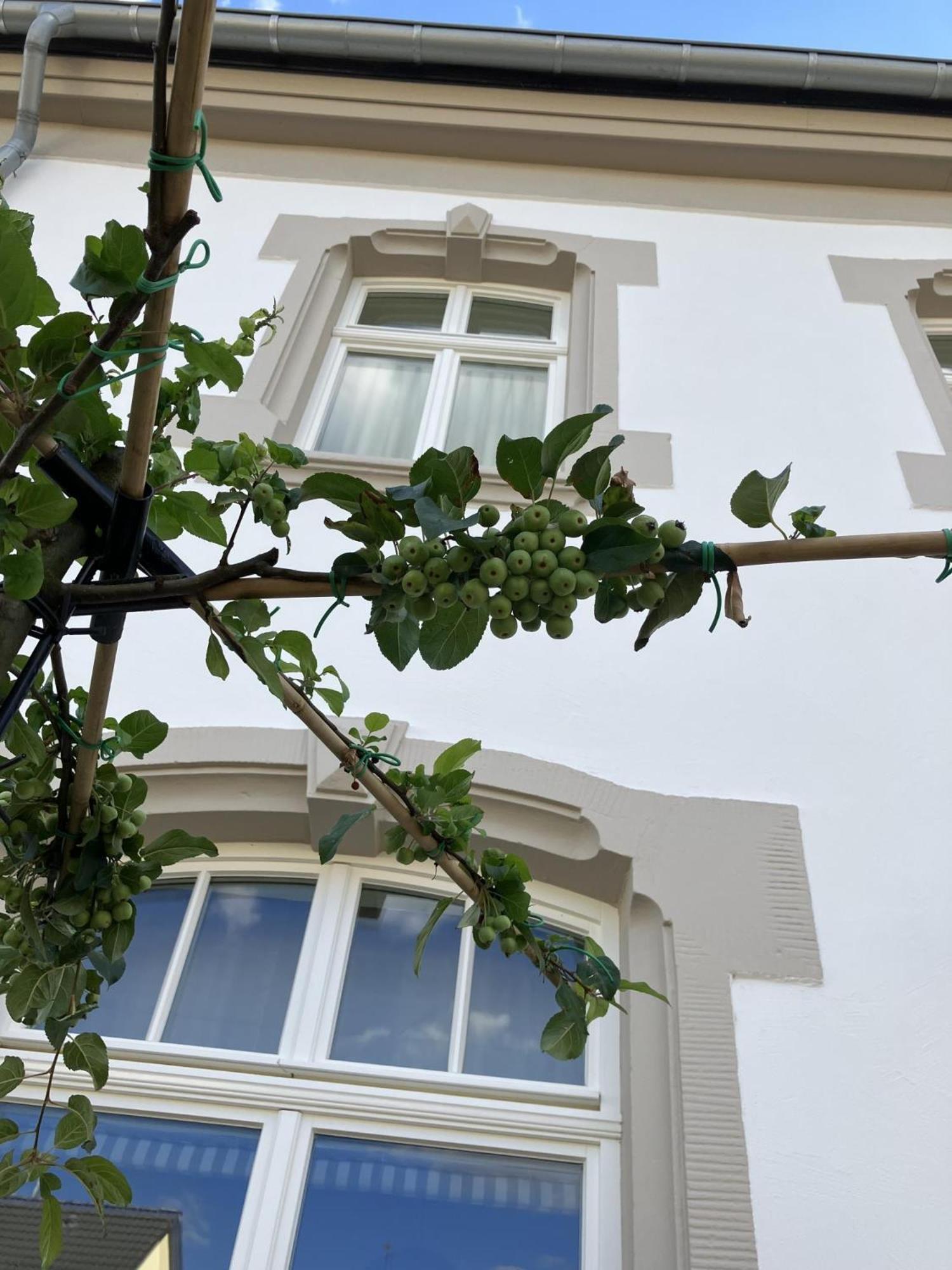 Gaestehaus Cantzheim Kanzem Экстерьер фото